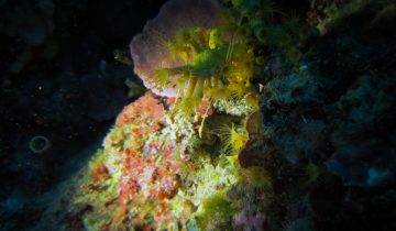 Parazoanthus_axinellae