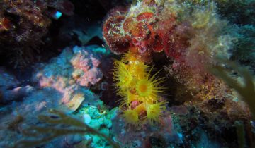 Parazoanthus_axinellae