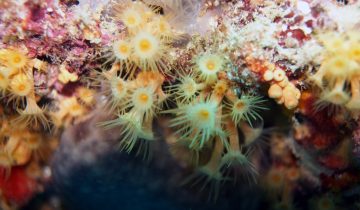 Parazoanthus_axinellae