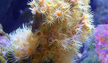 Parazoanthus_axinellae