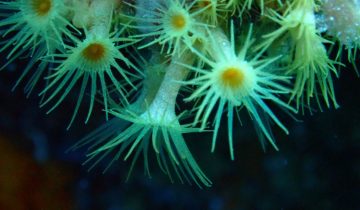 Parazoanthus_axinellae