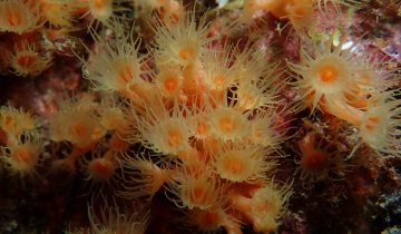 Parazoanthus_axinellae