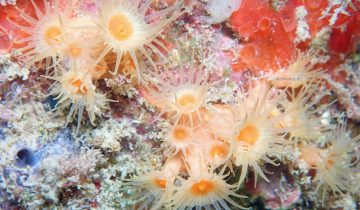 Parazoanthus_axinellae