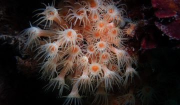 Parazoanthus_axinellae