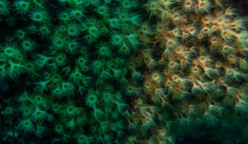 Parazoanthus_axinellae