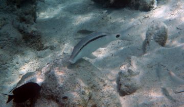 Parupeneus_barberinus