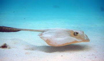 Pastinachus_sephen