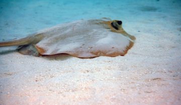 Pastinachus_sephen