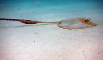 Pastinachus_sephen