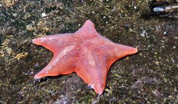 Patiria_miniata