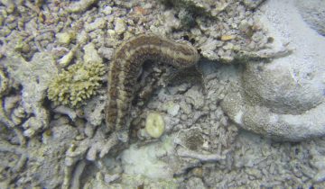 Pearsonothuria_graeffei