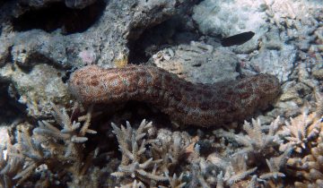 Pearsonothuria_graeffei
