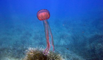 Pelagia_noctiluca