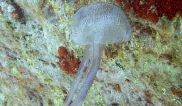 Pelagia_noctiluca