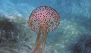 Pelagia_noctiluca
