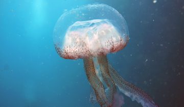 Pelagia_noctiluca