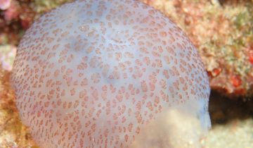 Pelagia_noctiluca