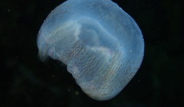 Pelagia_noctiluca