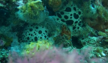 Peltodoris_atromaculata