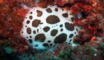 Peltodoris_atromaculata