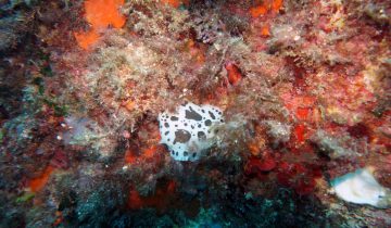 Peltodoris_atromaculata