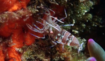 Periclimenes_amethysteus