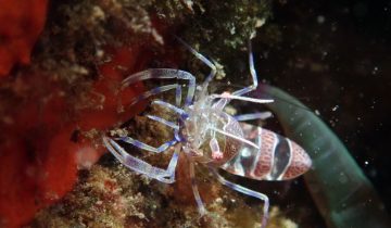 Periclimenes_amethysteus