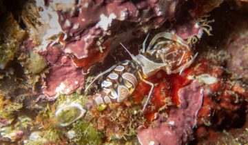 Periclimenes_amethysteus