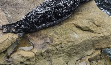 Phoca_vitulina
