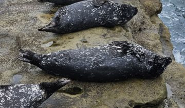 Phoca_vitulina