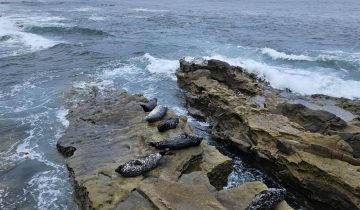 Phoca_vitulina
