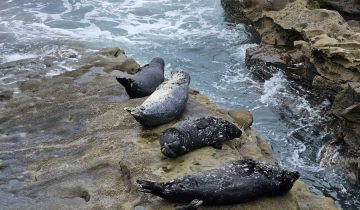 Phoca_vitulina