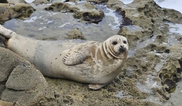 Phoca_vitulina