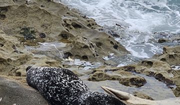 Phoca_vitulina