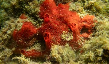 Phorbas_fictitius