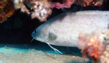 Phycis_phycis