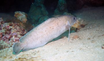 Phycis_phycis
