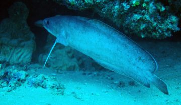 Phycis_phycis