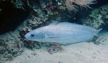 Phycis_phycis