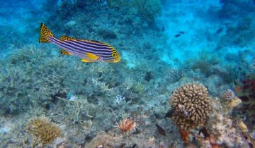 Plectorhinchus_vittatus