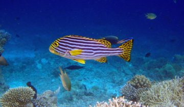 Plectorhinchus_vittatus