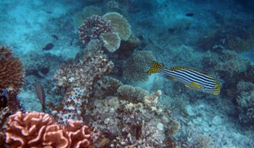 Plectorhinchus_vittatus