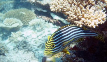 Plectorhinchus_vittatus