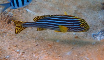 Plectorhinchus_vittatus