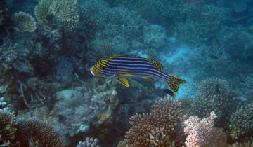 Plectorhinchus_vittatus