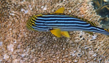 Plectorhinchus_vittatus
