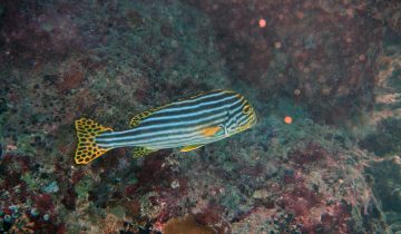 Plectorhinchus_vittatus