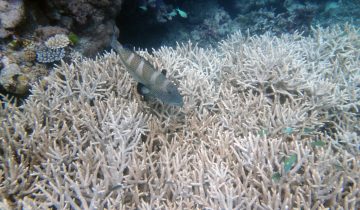 Plectropomus_areolatus