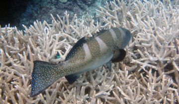 Plectropomus_areolatus