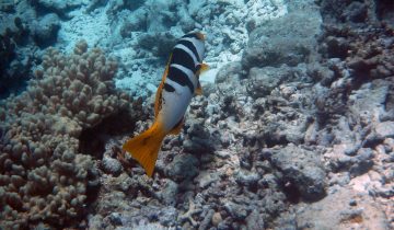 Plectropomus_laevis